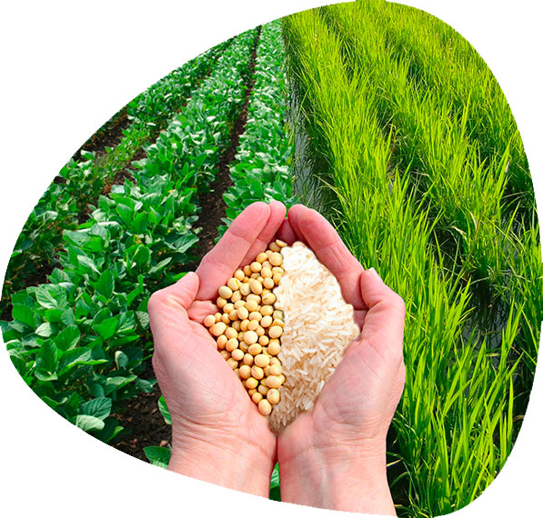 Rotazione delle colture