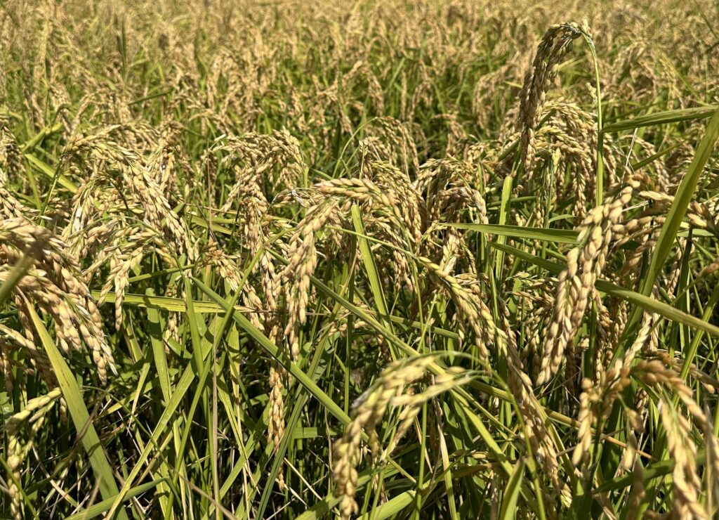Goio Giuseppe — foto 6
