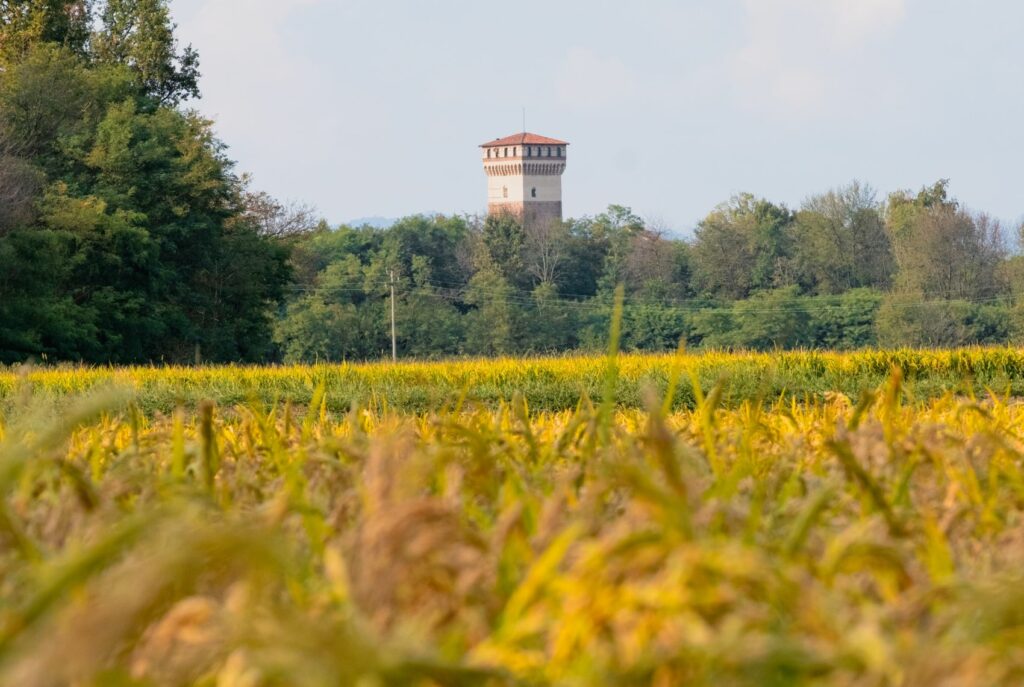 Riso Goio | Riso di Baraggia Biellese e Vercellese DOP