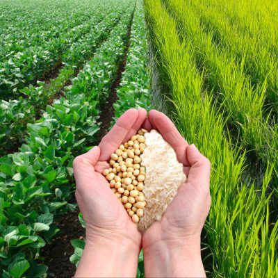 soia-pianta-riso
